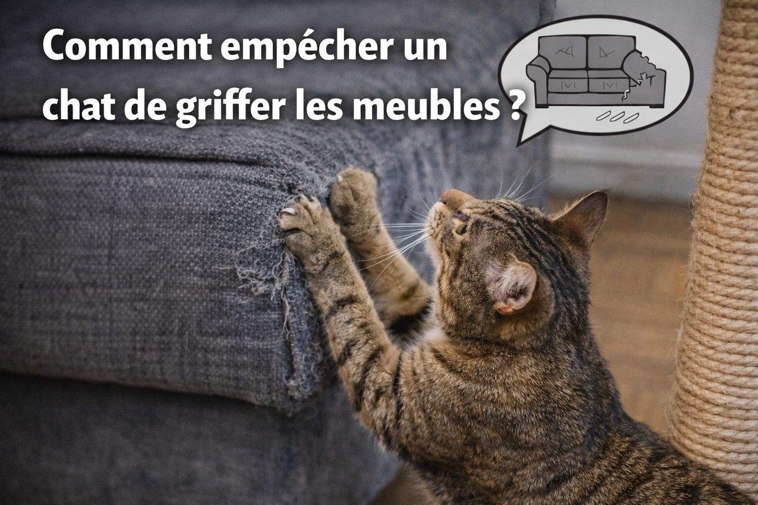 Comment empêcher un chat de griffer les meubles ? Solutions efficaces et durables