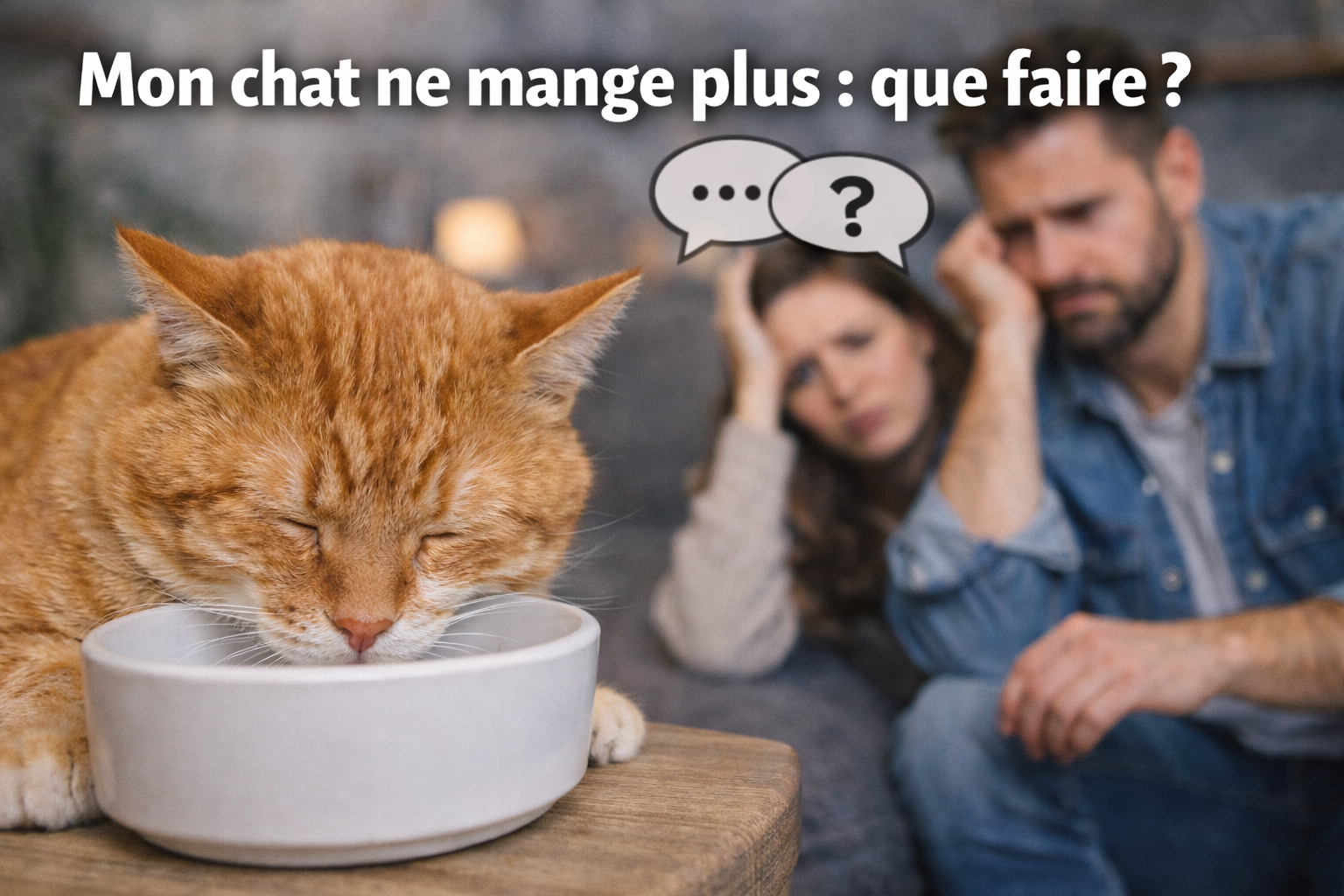 Mon chat ne mange plus : que faire et quand s’inquiéter ?
